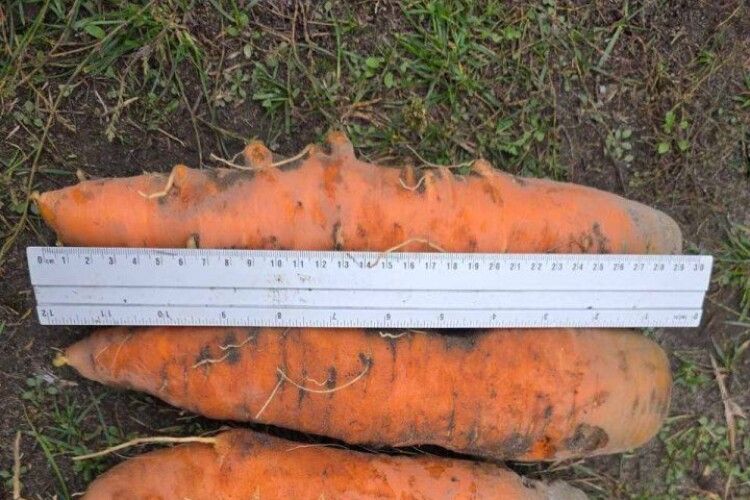 На Волині господиня виростила велетенську моркву 