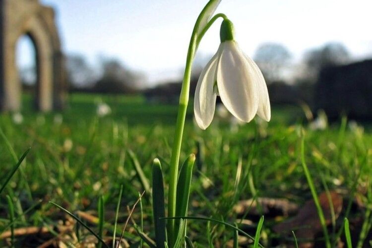 Квіти в законі: як один підсніжник може спустошити гаманець волинян 