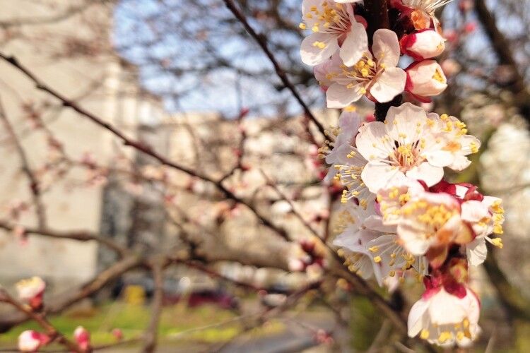 Прийшла весна: у Луцьку зацвіли дерева (Фото)