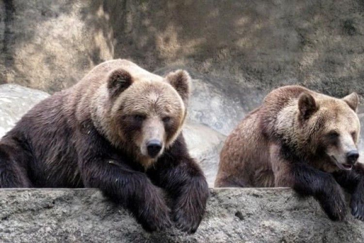 На Чернігівщині півдюжини ведмедів страждають від зимового безсоння