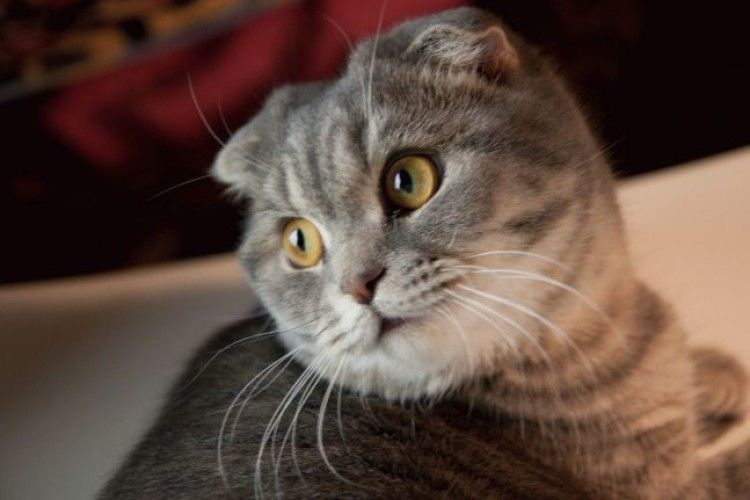 А на вкрадені гроші накупляв... кошенят!