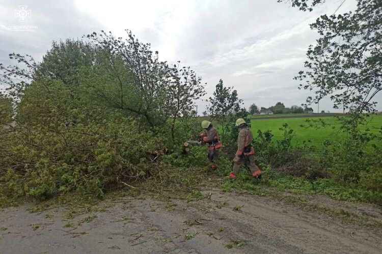 На Горохівщині вітер звалив дерево на дорогу (Фото)