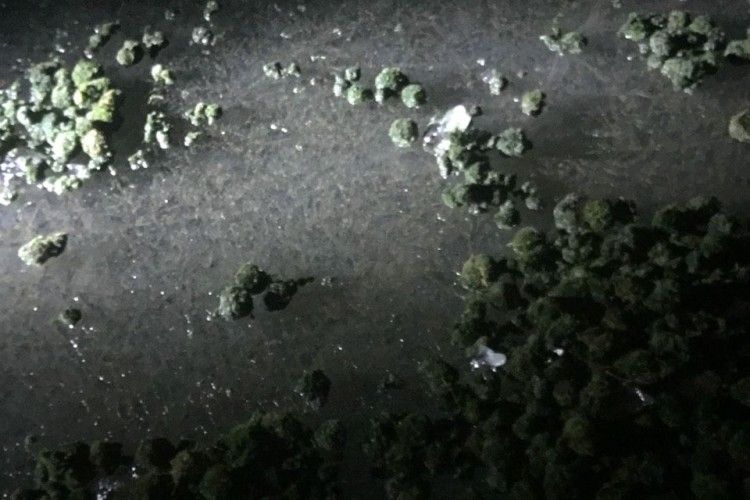 Як браконьєри вбивають Світязь