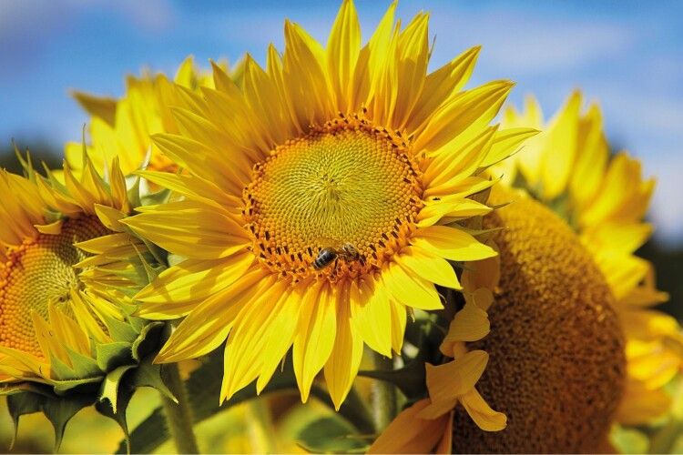 Можливі дощі та грози: якою буде погода завтра на Волині