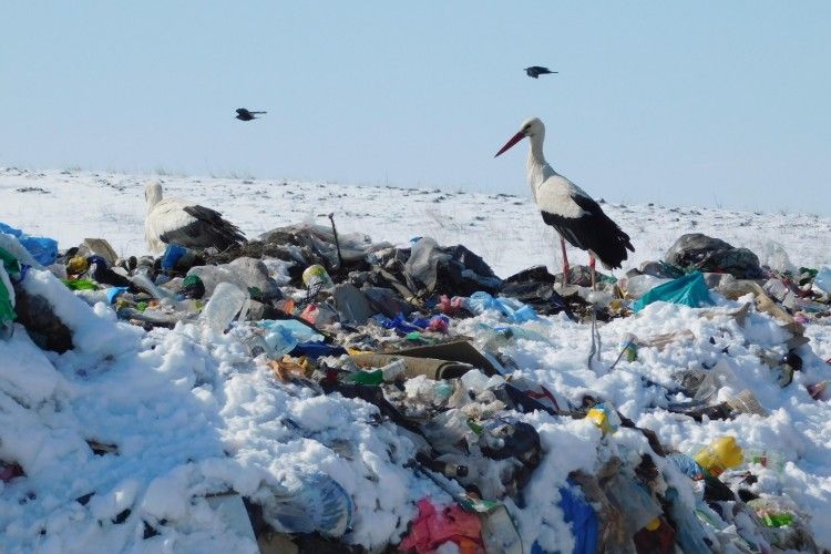 У Горохові лелеки зупинилися на… сміттєзвалищі (Фоторепортаж)
