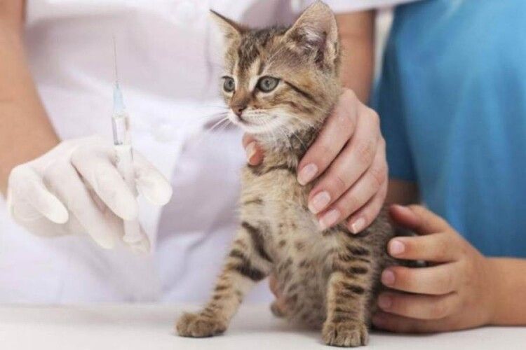 На Волині продовжується акція з вакцинації домашніх тварин проти сказу