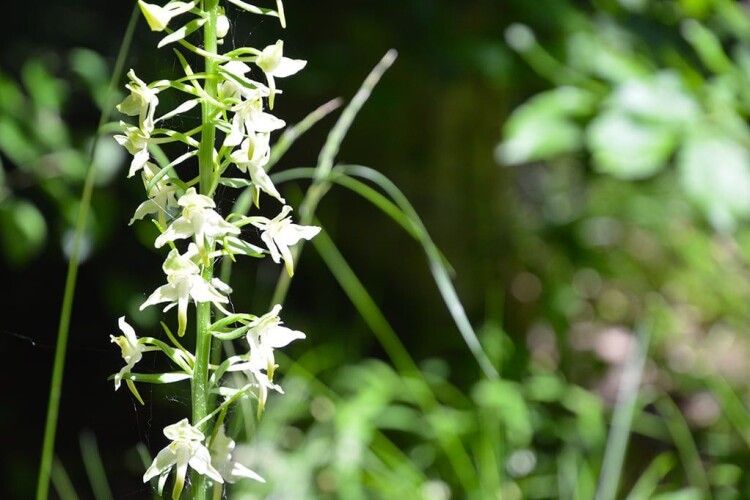 У волинському лісі зацвіли рідкісні орхідеї (Фото)