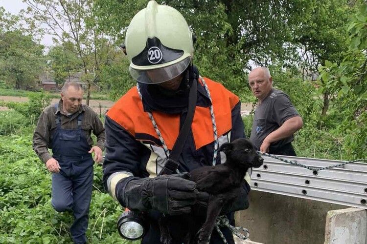 Луцькі рятувальники спустилися в колодязь за безпомічною жертвою