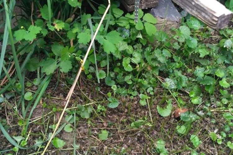 У Рівненському районі загинули бджоли