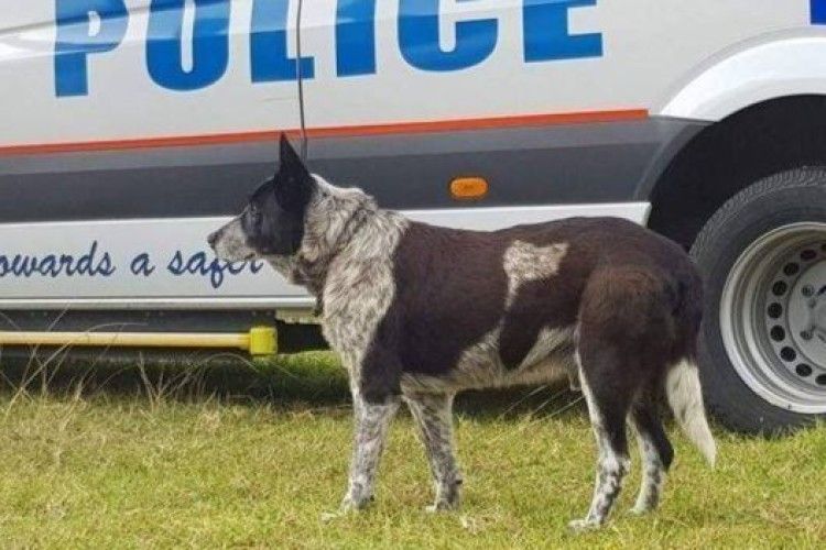 В Австралії старий собака знайшов зниклу дівчину і зігрівав її всю ніч
