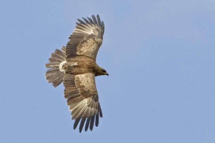 Під Чорнобилем виявили 13 пар рідкісних хижих птахів