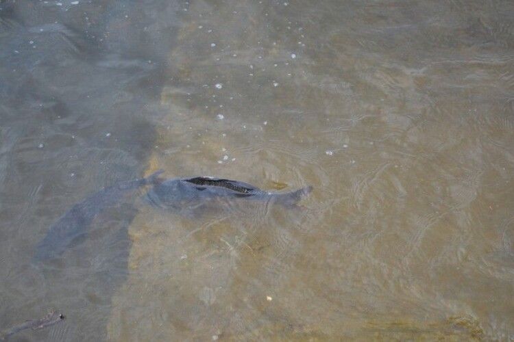 Чому гине риба у Ковельському водосховищі 