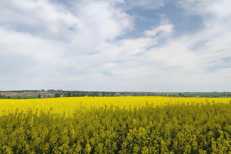 Скільки коштуватиме гектар землі в Україні після 1 липня