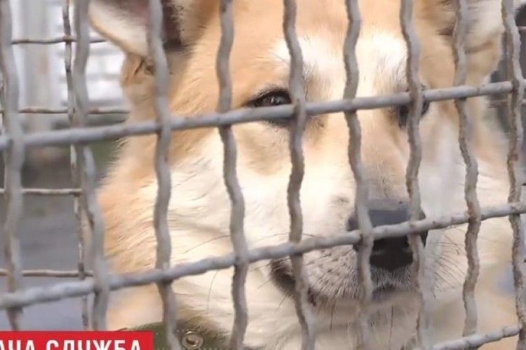 У Львові поліцейські взяли на службу двох безпритульних псів