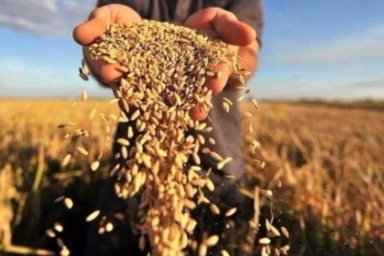 Україна входить до трійки найпотужніших світових експортерів зерна