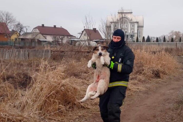 На річці Турія у Ковелі врятували песика, який тонув