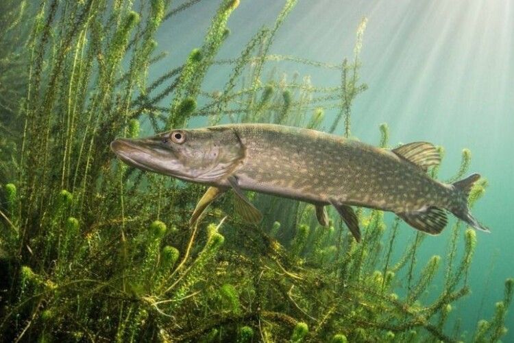 На Волині з 15 лютого розпочинається заборона на вилов щуки 