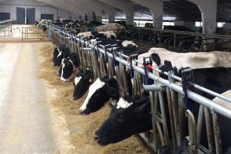 Волинське агропідприємство очолило рейтинг молочних ферм України
