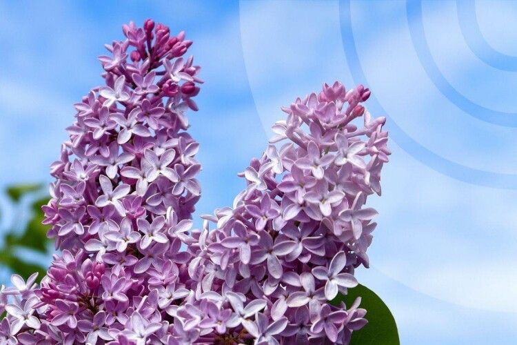 Якою буде погода на Волині