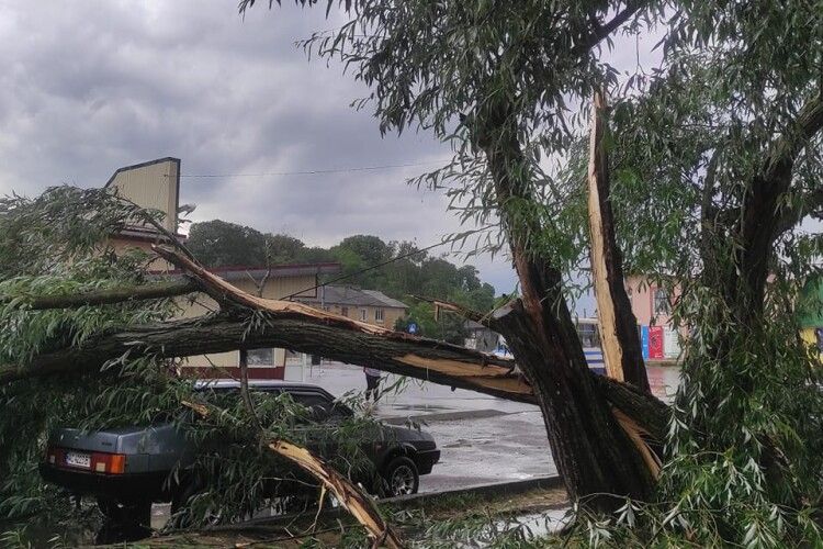 Поламані дерева, дорога у воді: у Горохові вирувала негода (Фото, відео)