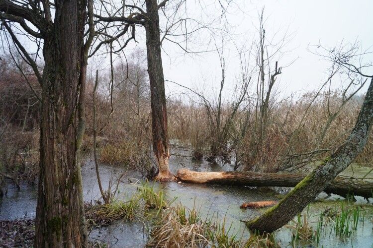 В урочищі Гавчицьке на Волині бобри будують Європу в Україні