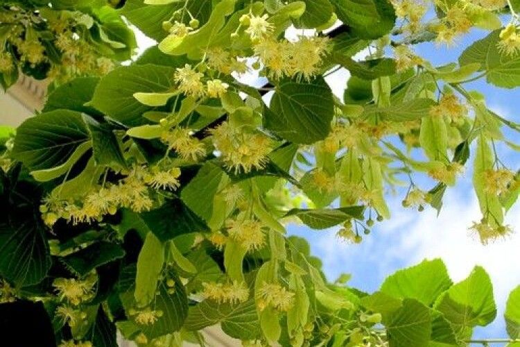 Погода на суботу, 4 липня: спека цього дня віщує тріскучі морози в грудні