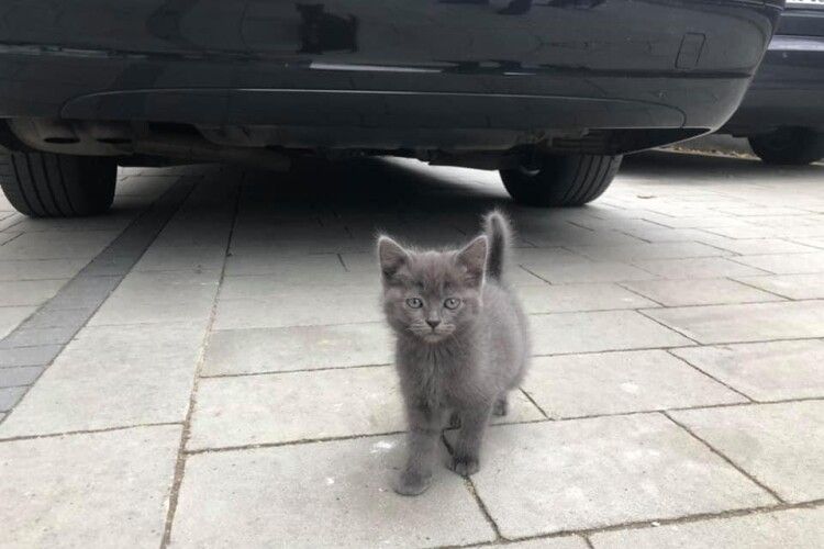 У Луцьку муркотливий Сірко шукає своє котяче щастя (Фото)