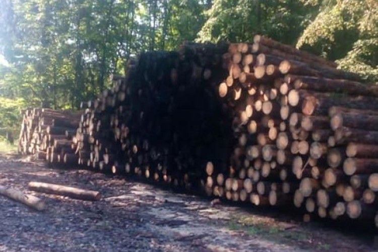 На Рівненщині спалили заготовленої деревини на 17 тисяч гривень