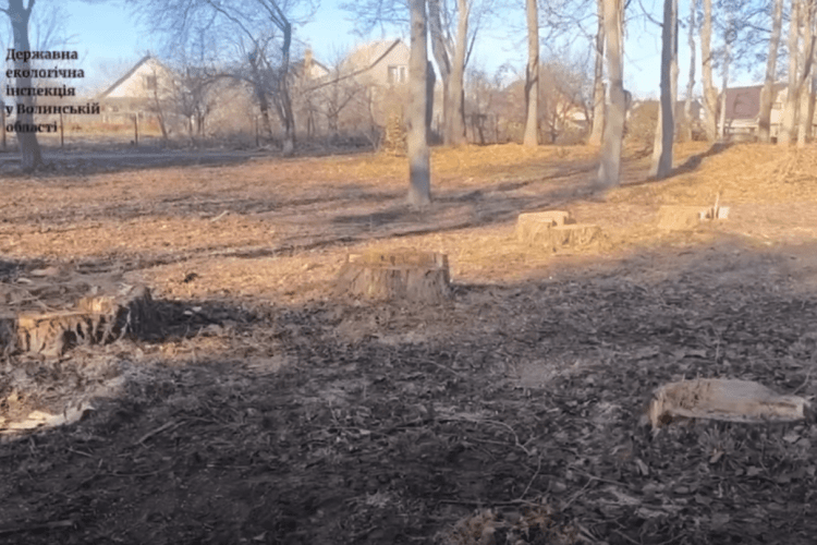 На Волині шукають вандалів, які понівечили дерева у парку (Відео)