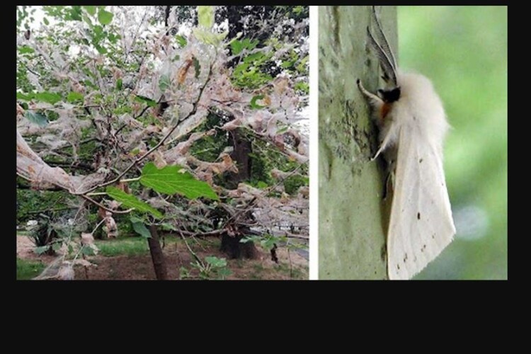 Рівненщині загрожує небезпечний американський білий метелик