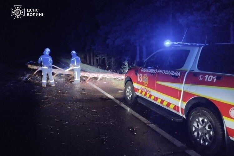 На Волині сильний вітер повалив дерево на дорогу