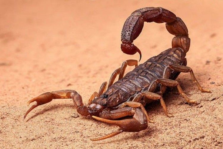 В Австралії 19-річний гравець забив неймовірний гол «ударом скорпіона» (ВІДЕО)