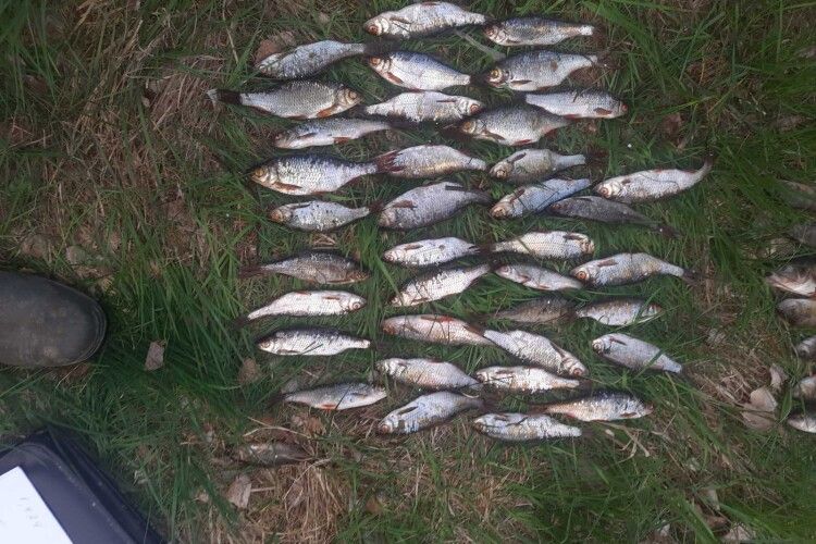 80 карликових сомиків, 37 пліток: на Волині рибалка завдав збитків на понад 200 тисяч гривень (Фото)