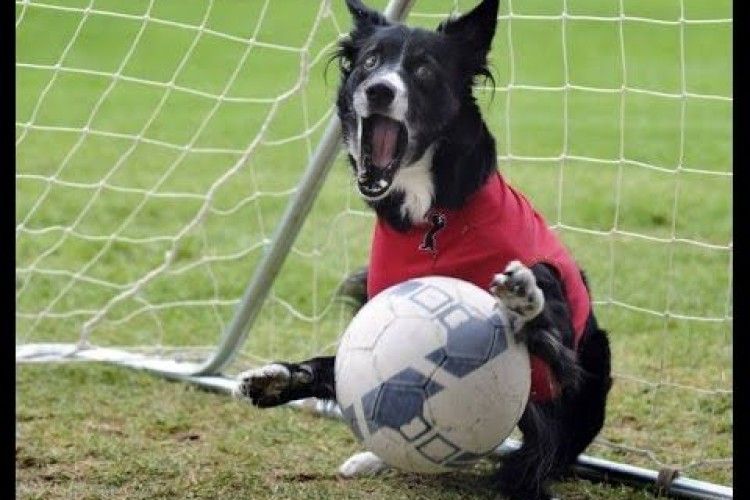В Аргентині під час футбольного матчу фантастичний сейв видав... пес, який вискочив на поле (відео)