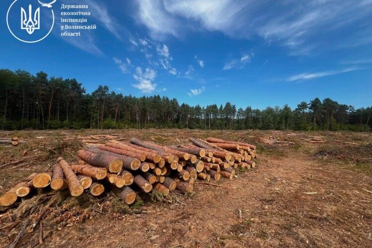 На території лісництва на Волині виявили 500 кубометрів необлікованої деревини