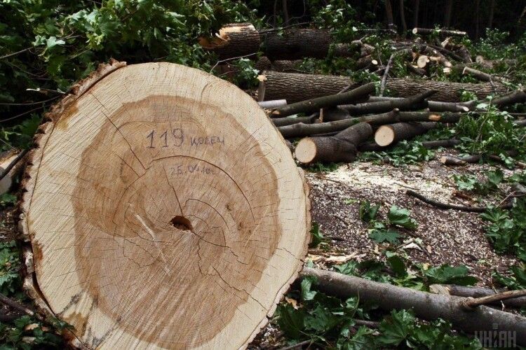 Лісівника з Рівненщини судитимуть, бо за хабар дозволив різати дерева
