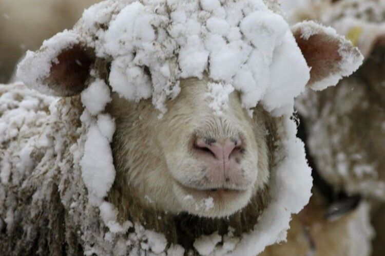 Погода на середу, 22 січня: найкращими синоптиками цього дня будуть вівці з поросятами