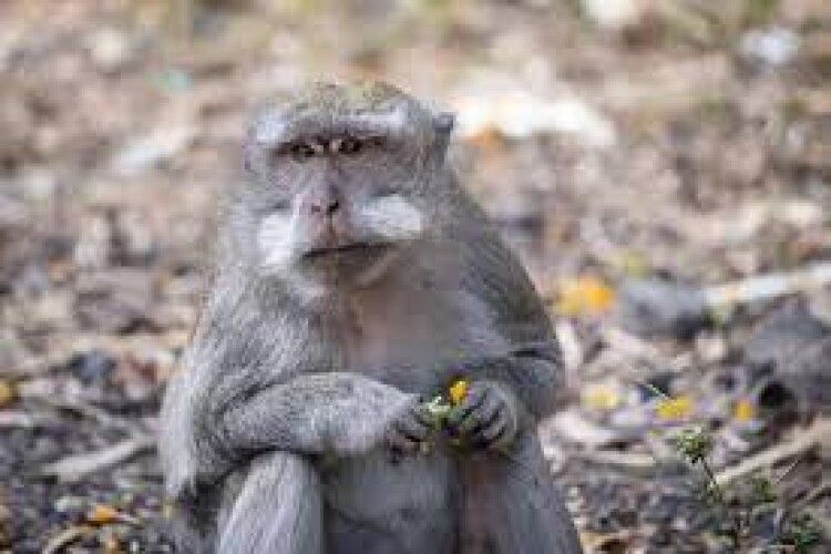 У МОЗ розповіли, чи є в Україні підтверджені випадки мавпячої віспи