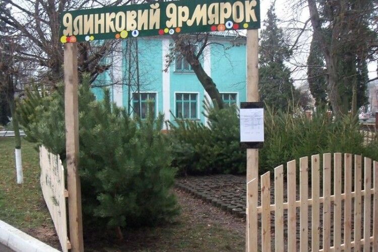 Стало відомо, де та за якими цінами продаватимуть ялинки у Володимирі-Волинському