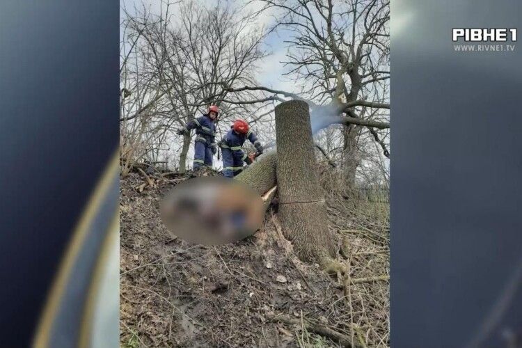 На Рівненщині дерево вбило чоловіка (Відео)