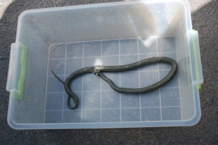 У Рівному на майданчику з дітьми «бавилася» змія (Фото)