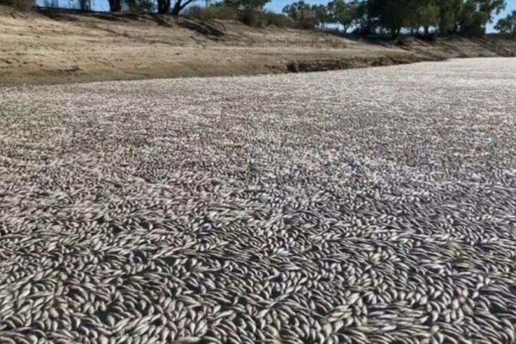 Ніде яблуку впасти: річку вкрили мільйони мертвих риб (Відео)