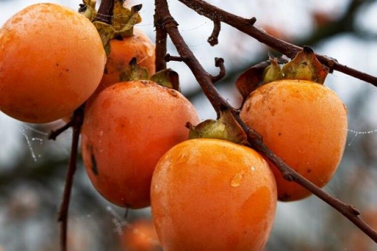 В Україні добігає кінця збір урожаю хурми