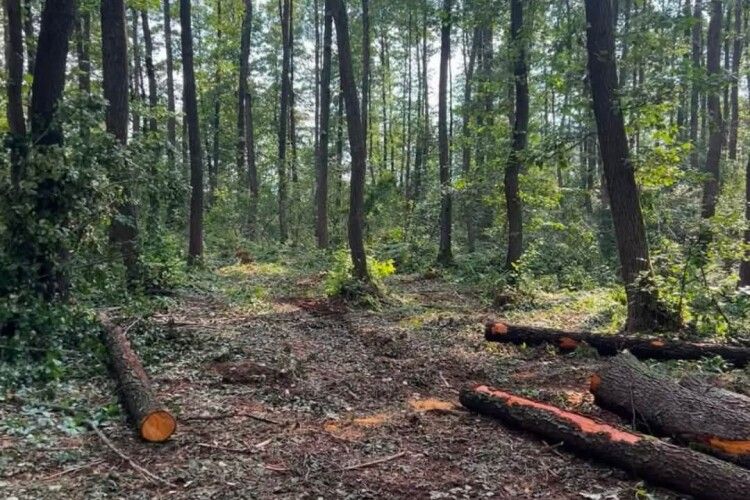 На Волині виявили незаконну вирубку дерев на понад 5 мільйонів гривень