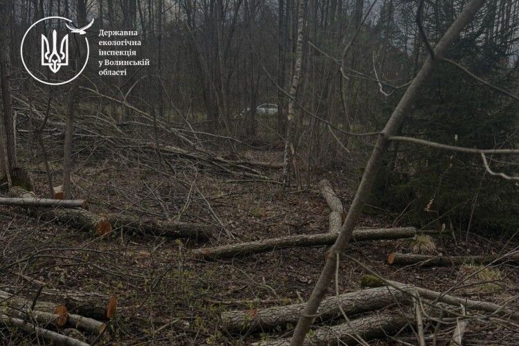 На Волині виявлено масштабну незаконну порубку дерев