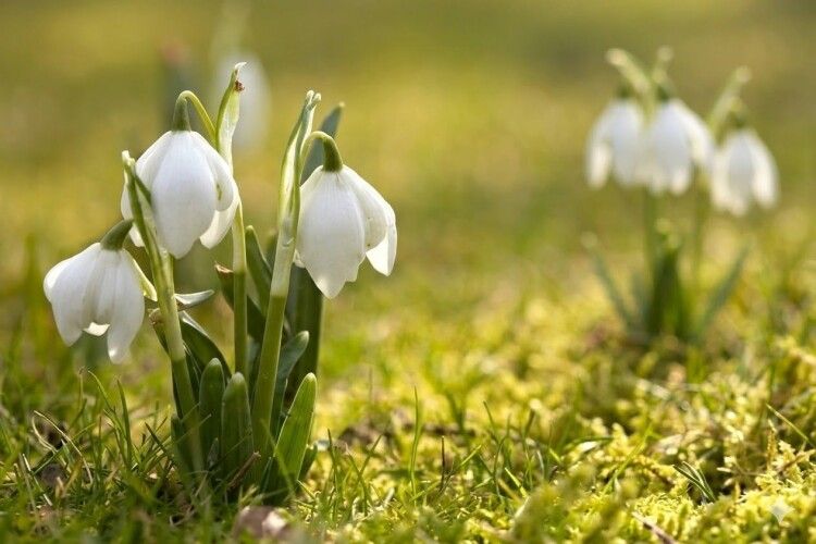 На Волині екоінспекція виявляє незаконні продажів первоцвітів