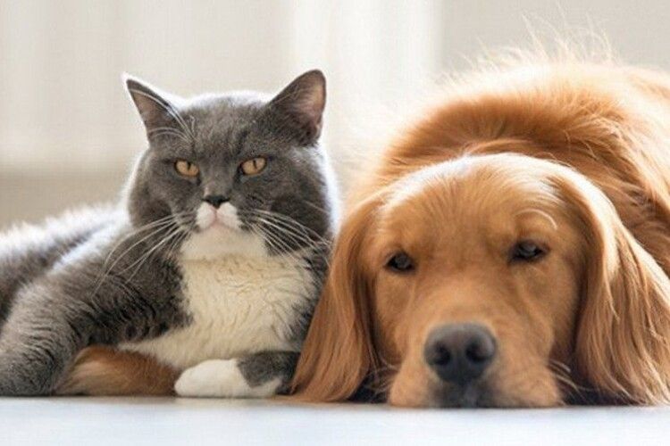 Верховна Рада заборонила топити кошенят та прив'язувати собак на ланцюги, коротші за 10 метрів