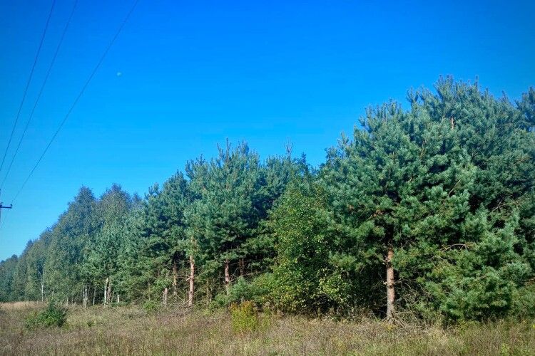 Суд змусив міськраду на Волині захистити самосійні насадження