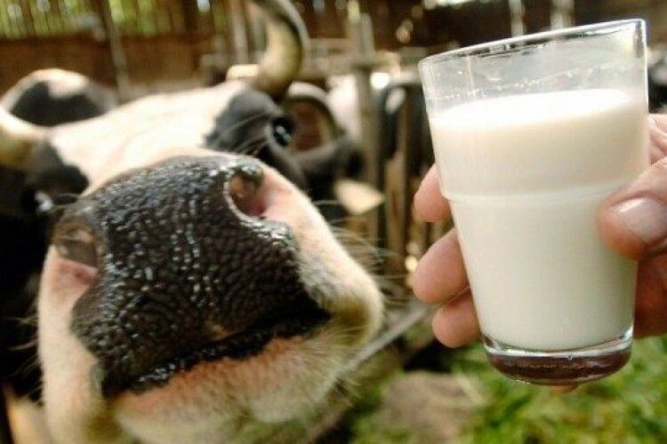 На Горохівщині на 10% впало виробництво молока