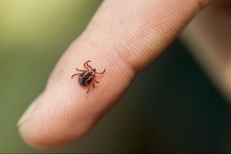 Троє волинян уже звернулись через укуси кліщів